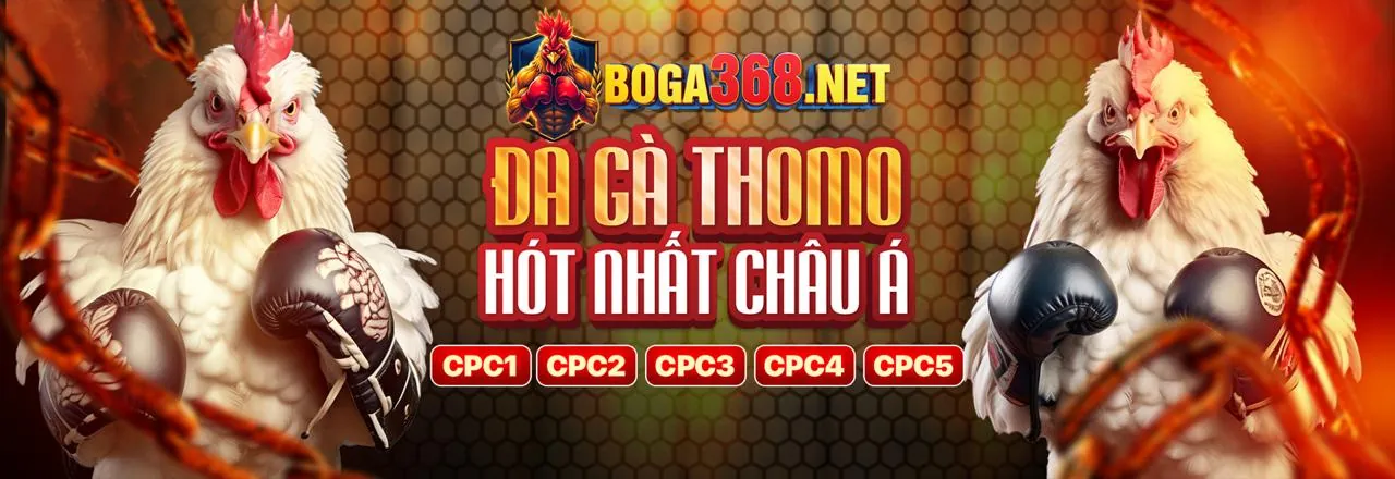 Trận đá gà trực tiếp GK888 tại đấu trường chuyên nghiệp